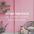 Improve Your Health With These 5 Plants You Can Grow At Home