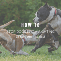 How to Stop Dogs from Fighting in the Same Household