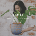 How To Repot House Plants Like A Pro