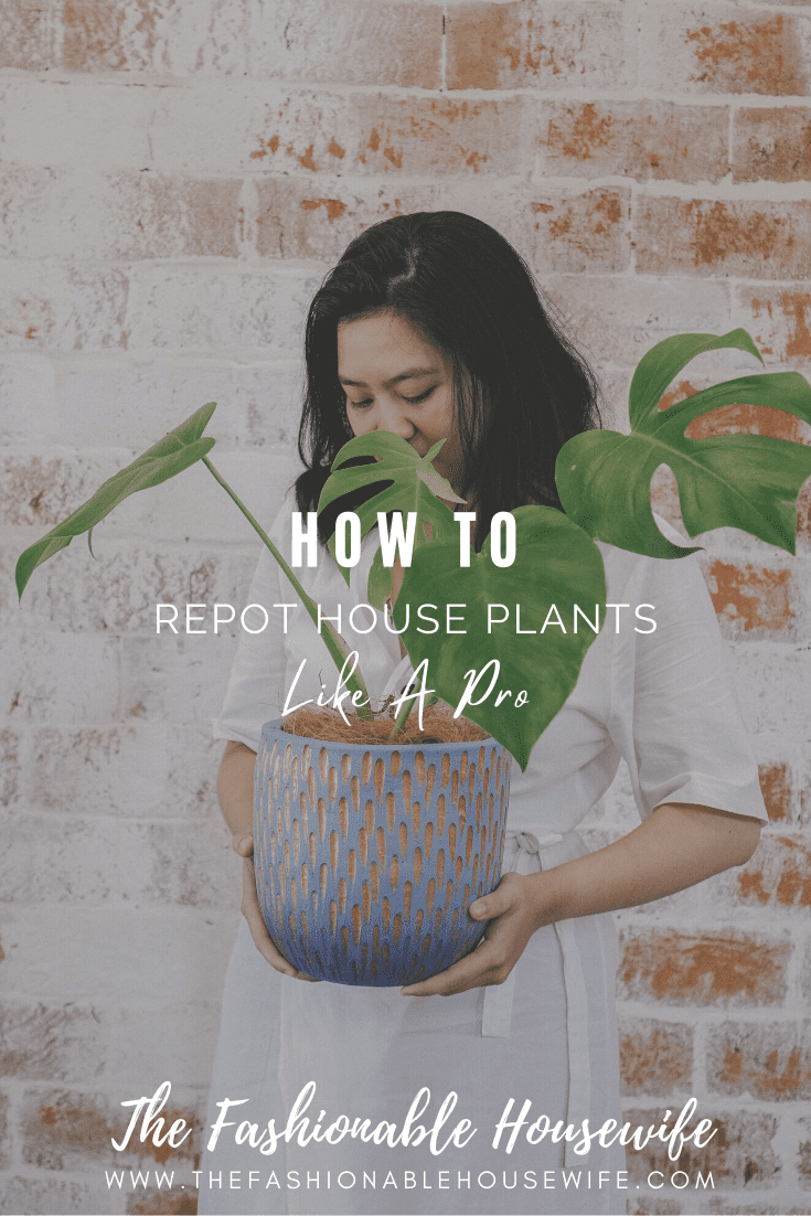 How To Repot House Plants Like A Pro