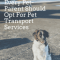 Traveling With Pets: Here's Why Every Pet-Parent Should Opt For Pet Transport Services