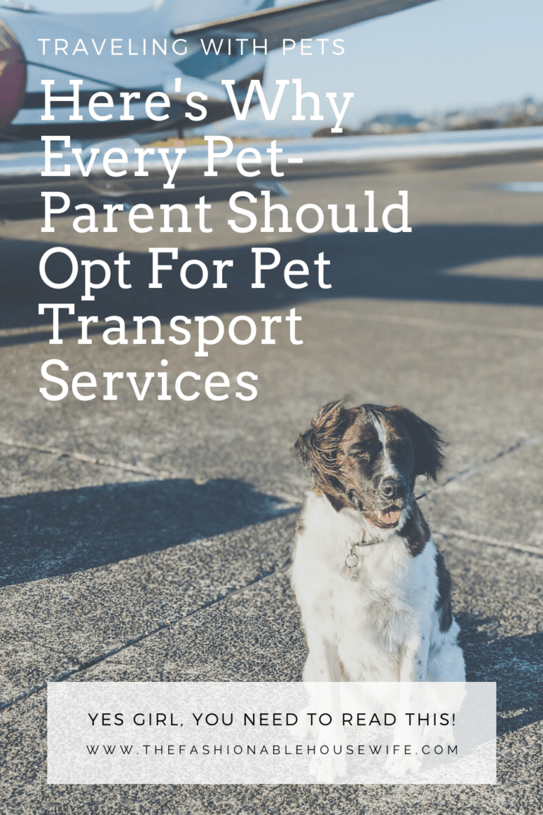 Traveling With Pets: Here's Why Every Pet-Parent Should Opt For Pet Transport Services