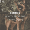 Common Health Problems in German Shepherds And How To Fix Them