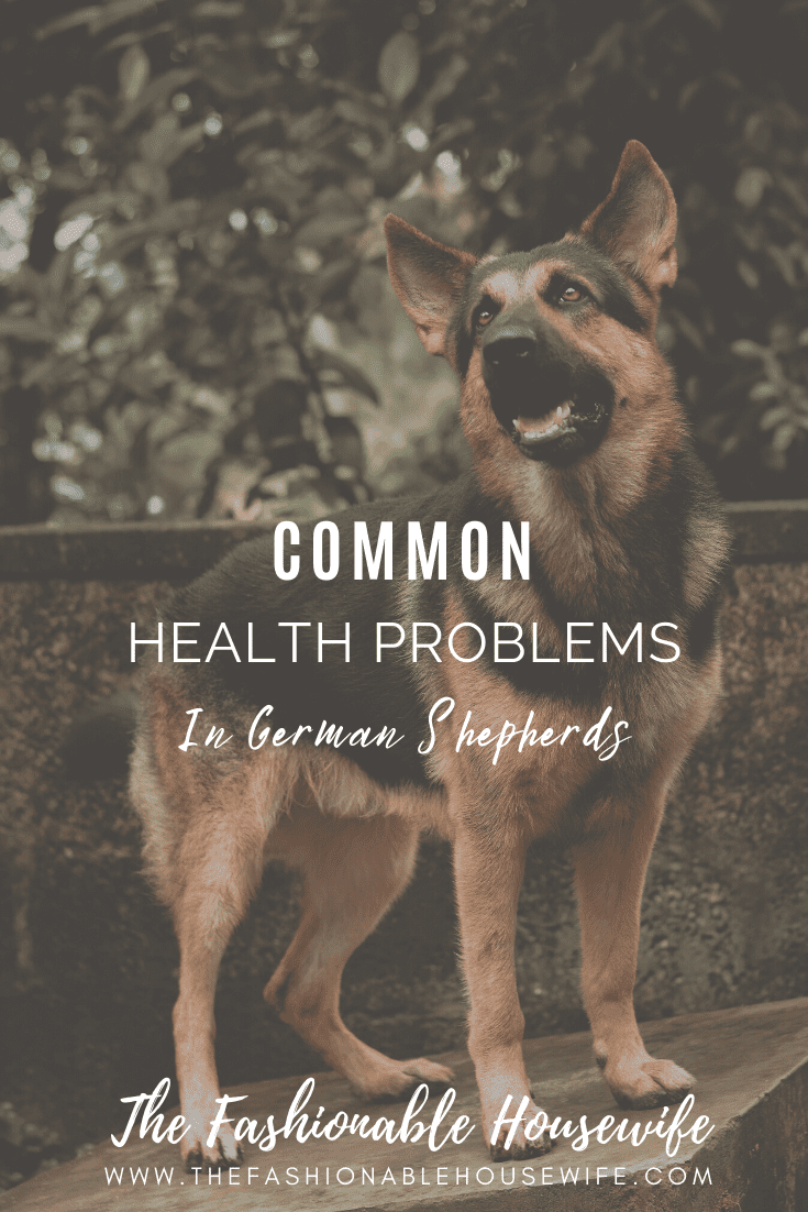 Common Health Problems in German Shepherds And How To Fix Them
