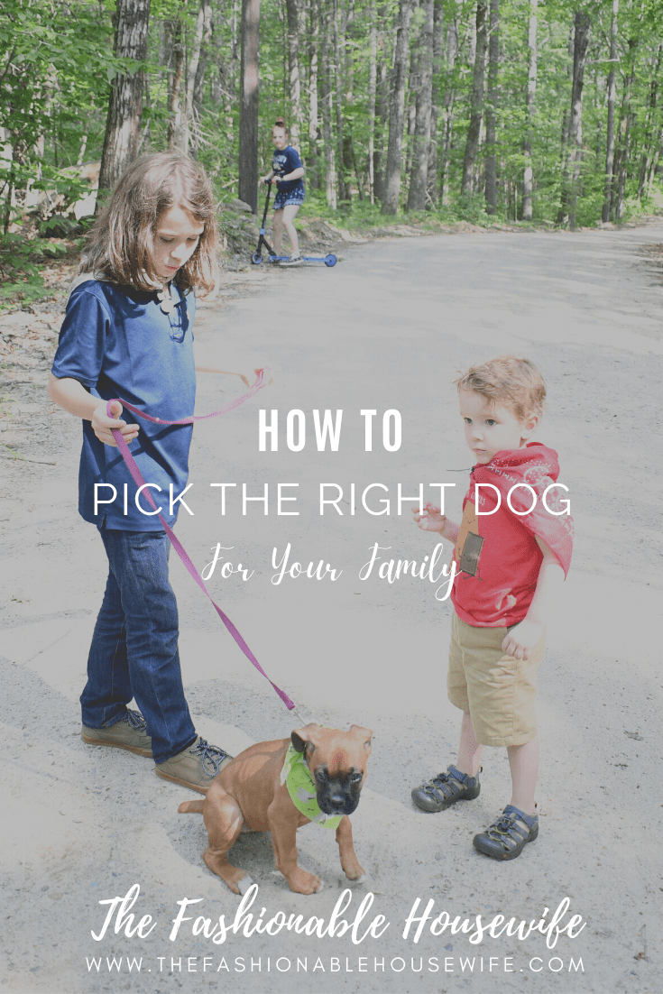How to Pick the Right Dog for Your Family