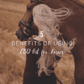 Benefits of Using CBD Oil for Horses