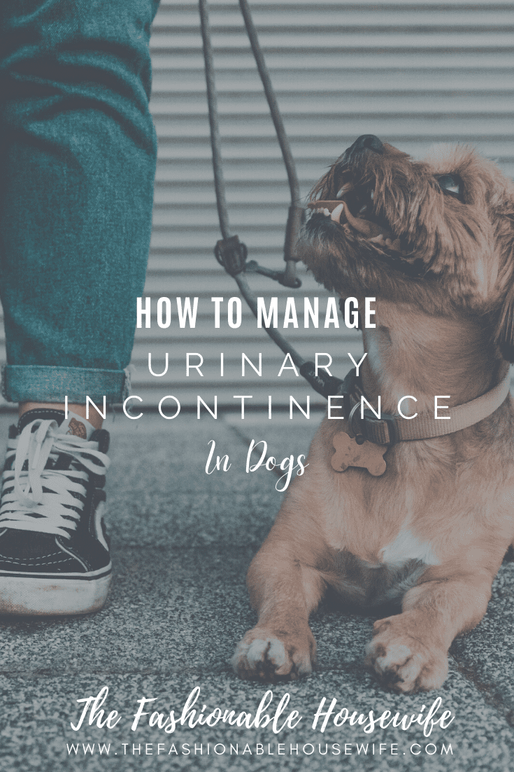 How To Manage Urinary Incontinence in Dogs