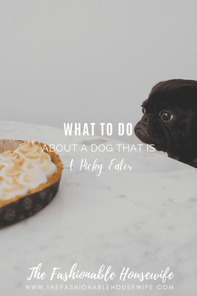 What To Do About a Dog that Is a Picky Eater