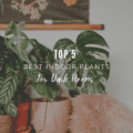 Top 5 Best Indoor Plants for Dark Rooms