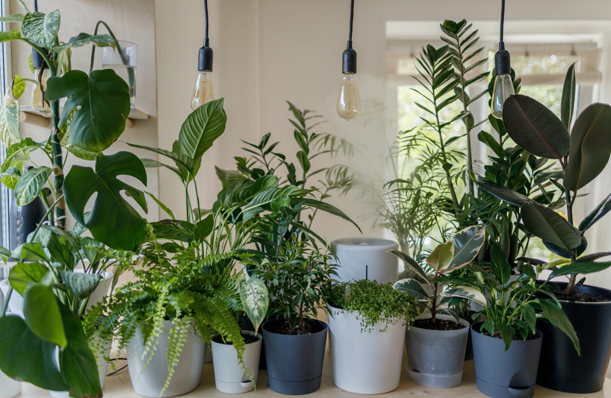 Top 5 Best Indoor Plants for Dark Rooms • The Fashionable Housewife