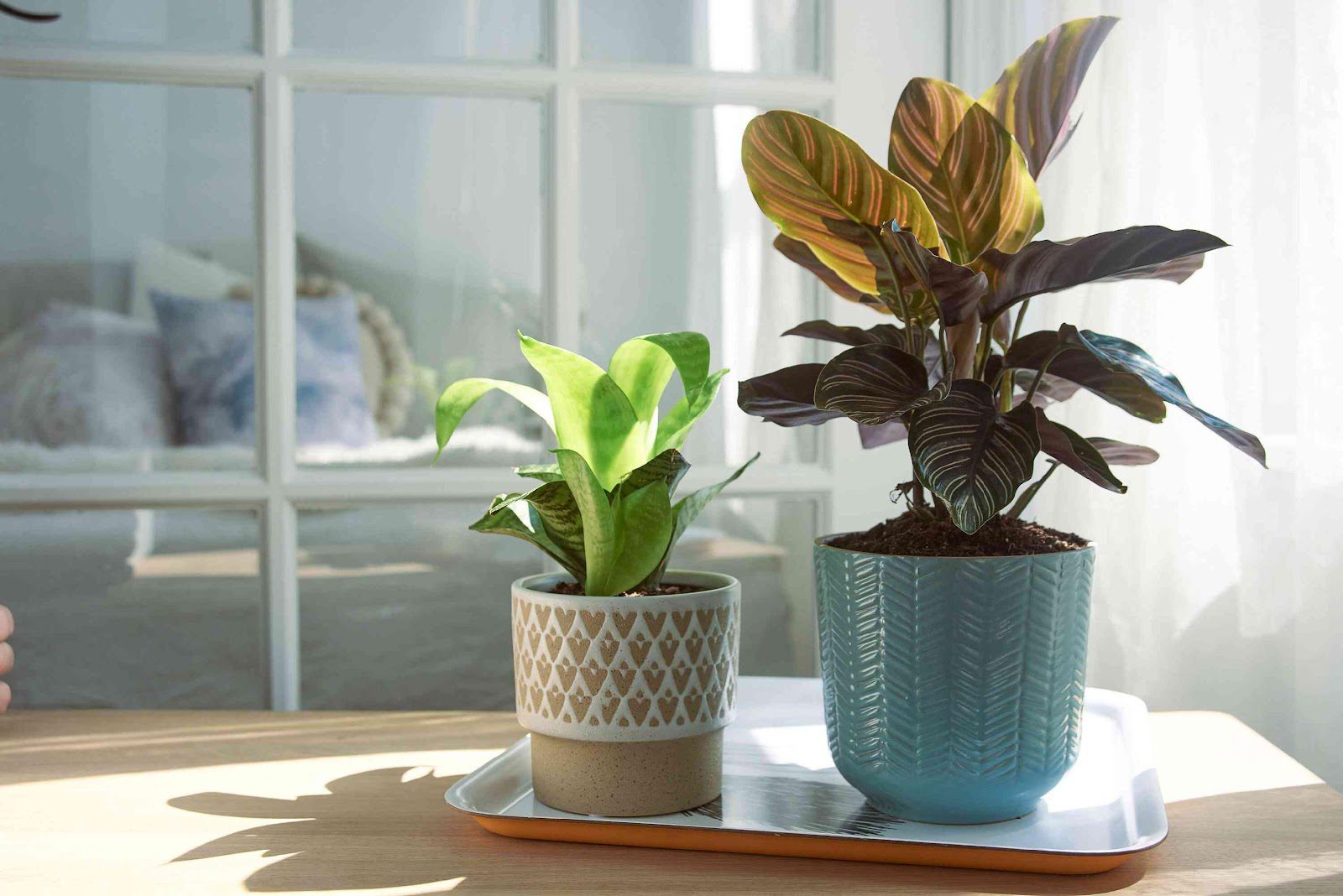 Tips To Order Plants Online & Ensure Safe Delivery • The Fashionable