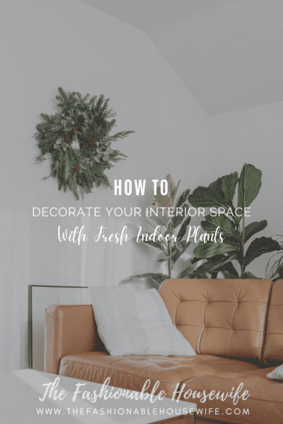 How to Decorate your Interior Space with Fresh Indoor Plants