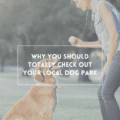 Why You Should Totally Check Out Your Local Dog Park
