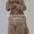 9 Best Non Shedding Dogs Dog Breeds