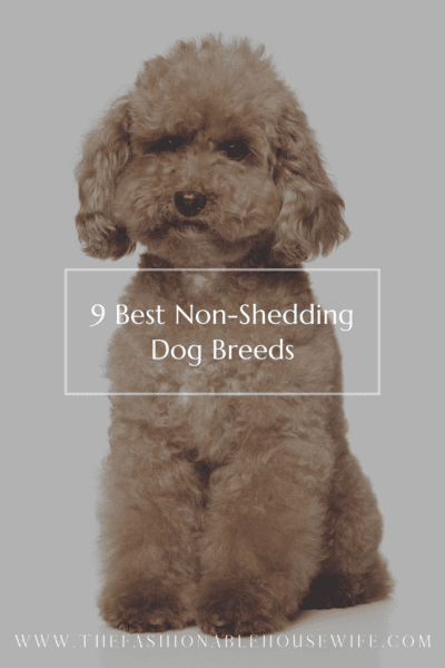 9 Best Non Shedding Dogs Dog Breeds