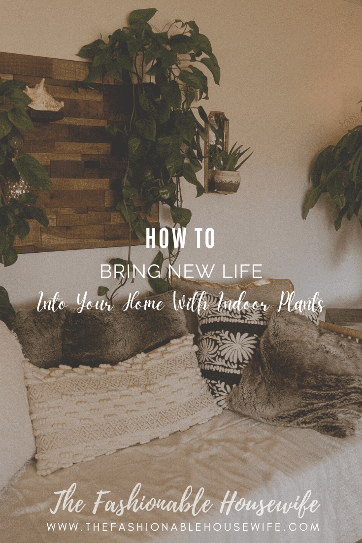 Bring New Life Into Your Home With Indoor Plants