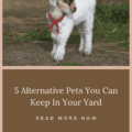 5 Alternative Pets You Can Keep In Your Yard