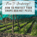 New To Gardening? How To Protect Your Crops Against Pests