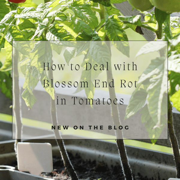 How to Deal with Blossom End Rot in Tomatoes