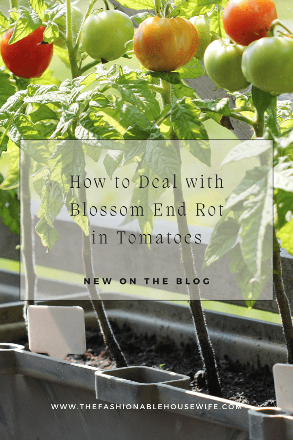 How to Deal with Blossom End Rot in Tomatoes