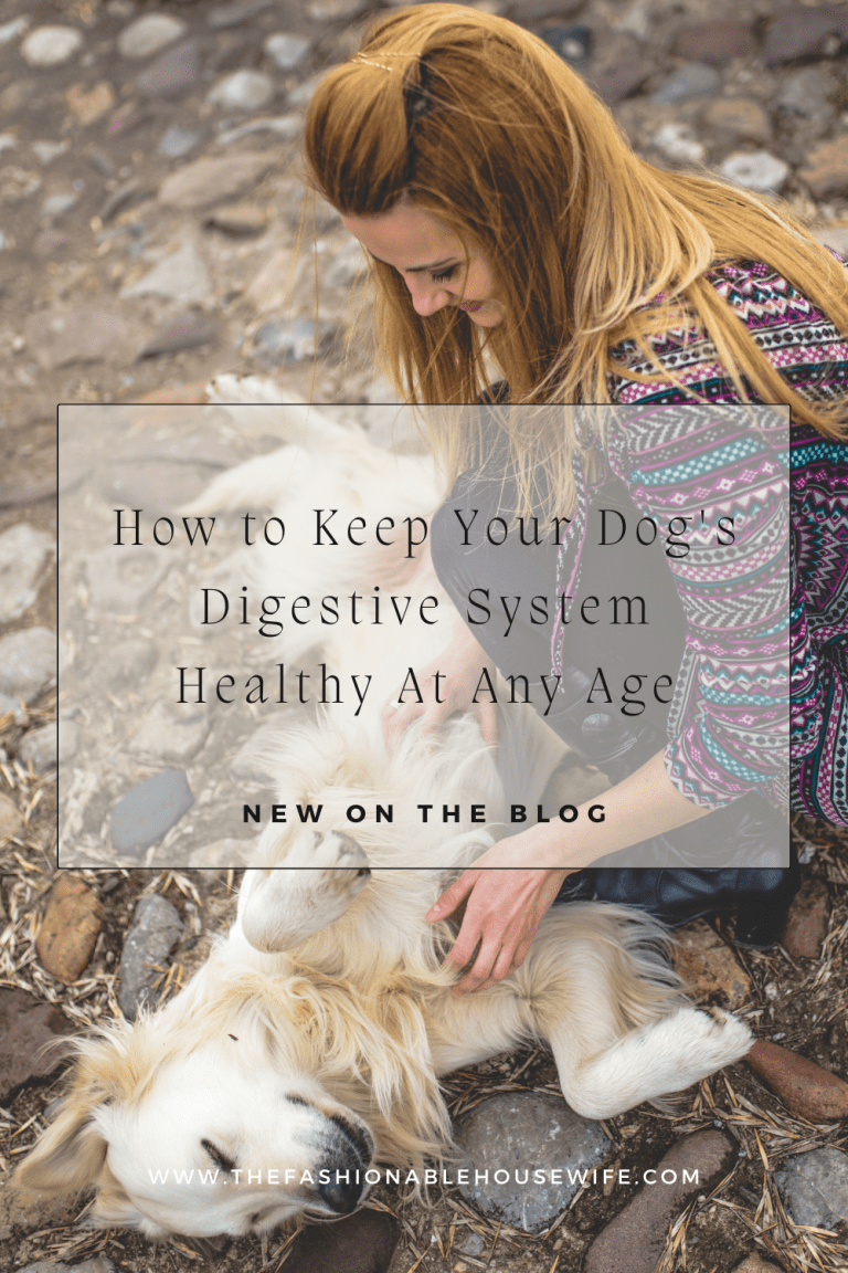 How to Keep Your Dog's Digestive System Healthy -- at Any Age