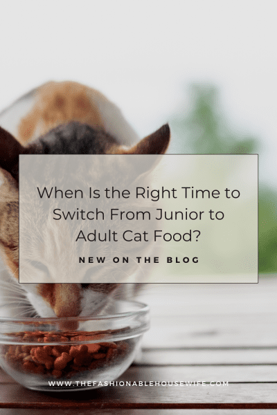 When Is the Right Time to Switch From Junior to Adult Cat Food?