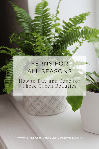 Ferns for All Seasons: How to Buy and Care for These Green Beauties