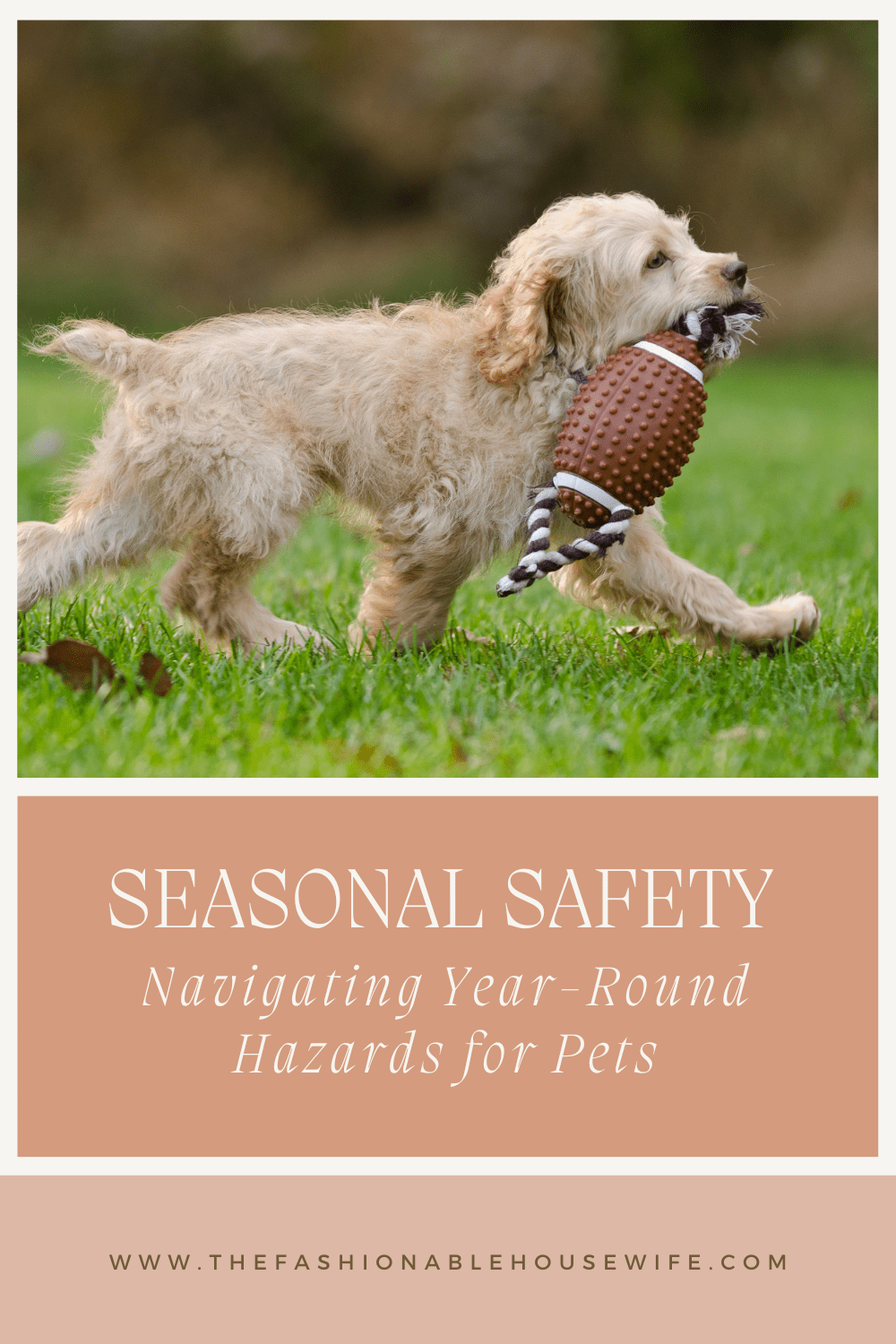 Seasonal Safety for Pets: Navigating Year-Round Hazards