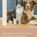 Exploring CBD Options for Cats and Dogs
