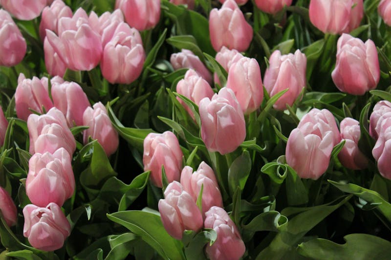 Tulips