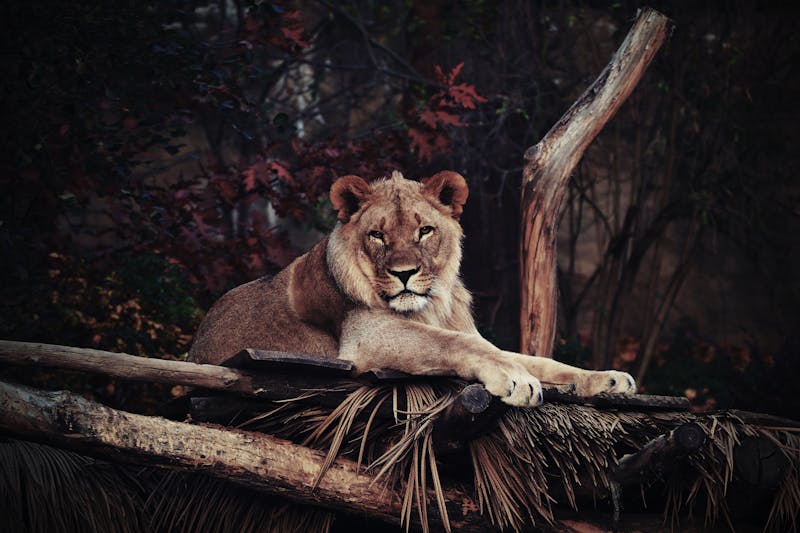 A lioness relaxes elegantly on a wooden platform in a forest setting, displaying its regal nature.