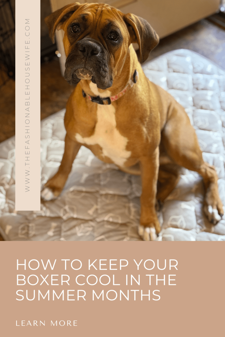 How to Keep Your Boxer Cool in Summer: 10 Essential Tips to Prevent Heat Stroke