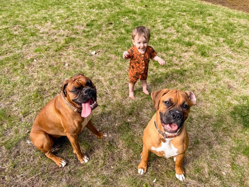 boxer dogs