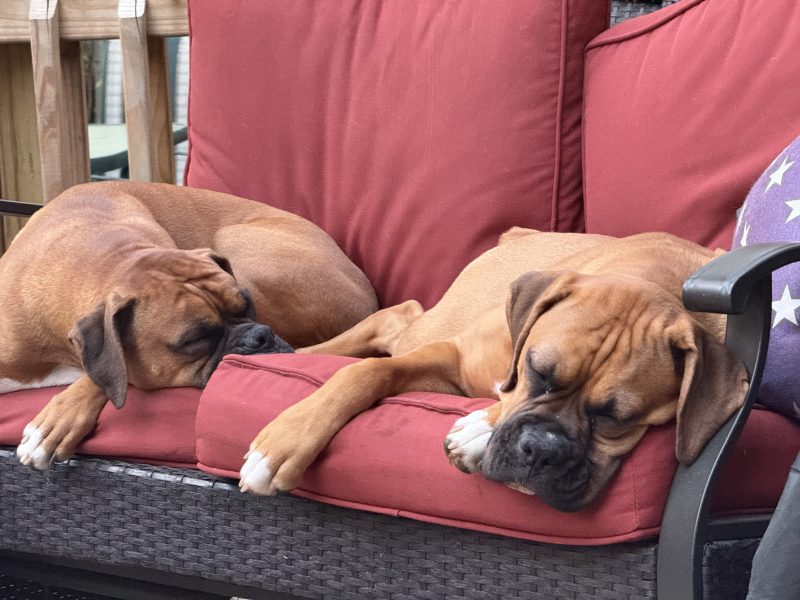 boxer dogs