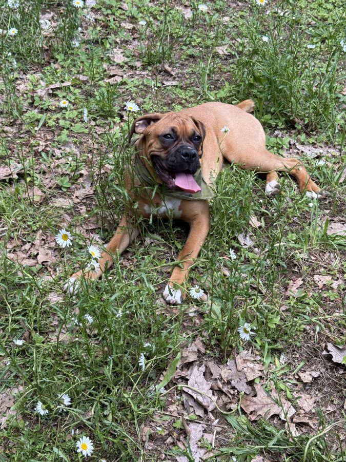 boxer dog on grass panting