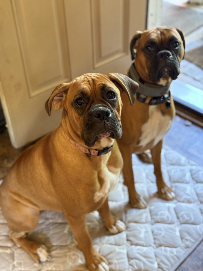 boxer dogs cooling mat
