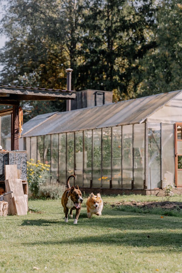 Two dogs running joyfully on a grassy lawn beside a greenhouse on a sunny day.