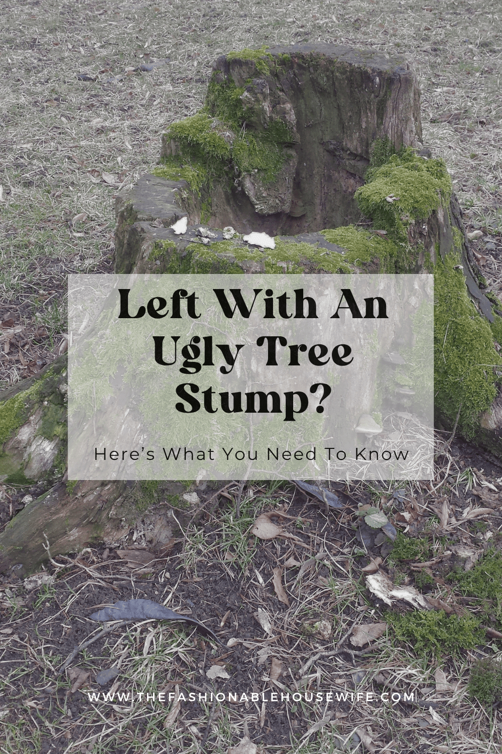 Left With An Ugly Tree Stump? Here’s What You Need To Know