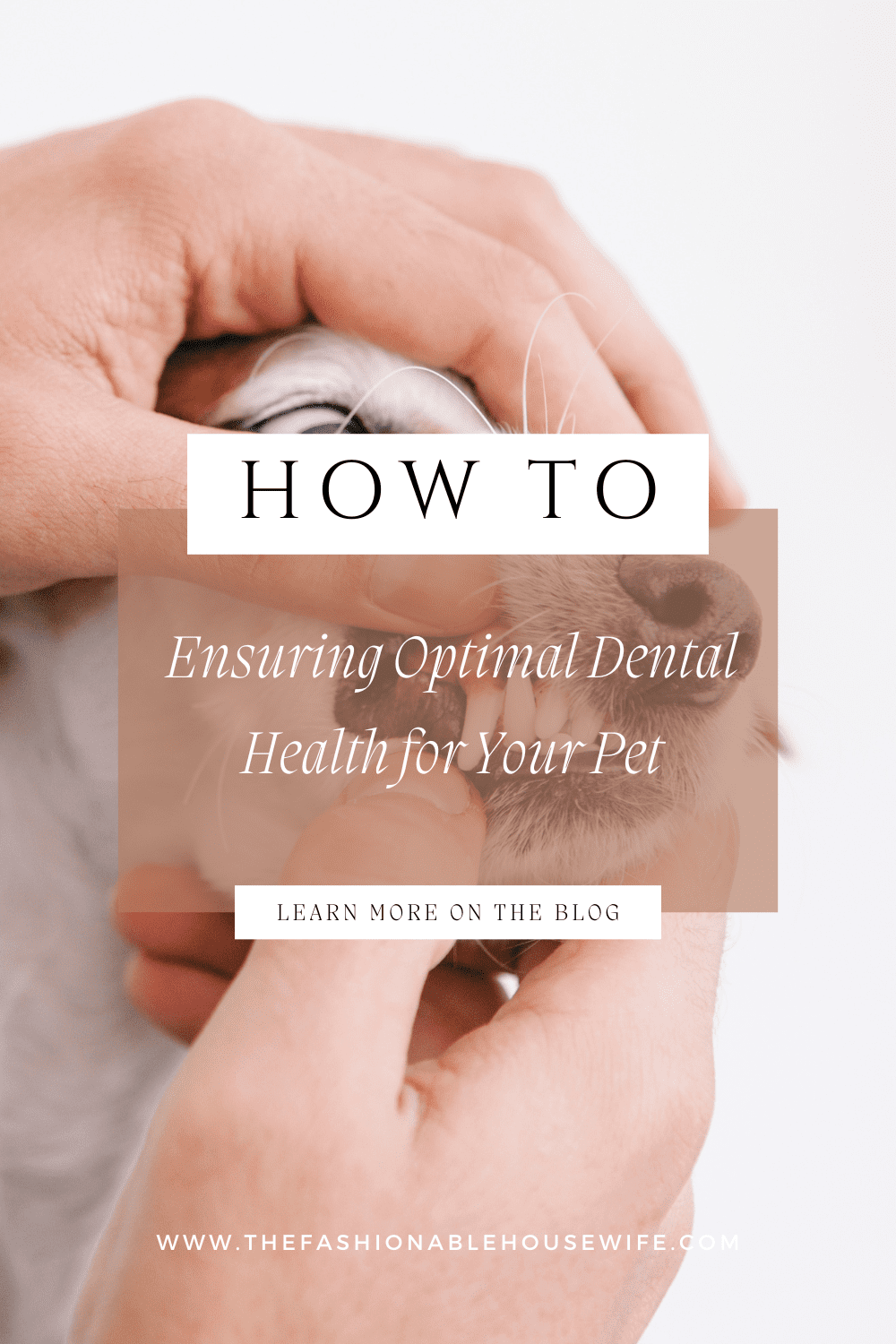 Ensuring Optimal Dental Health for Your Pet: Why Oral Care Matters